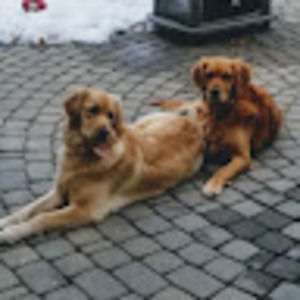 Meet your Posher, Dana